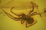 Detailed Fossil Spider (Aranea) In Baltic Amber #73311-1